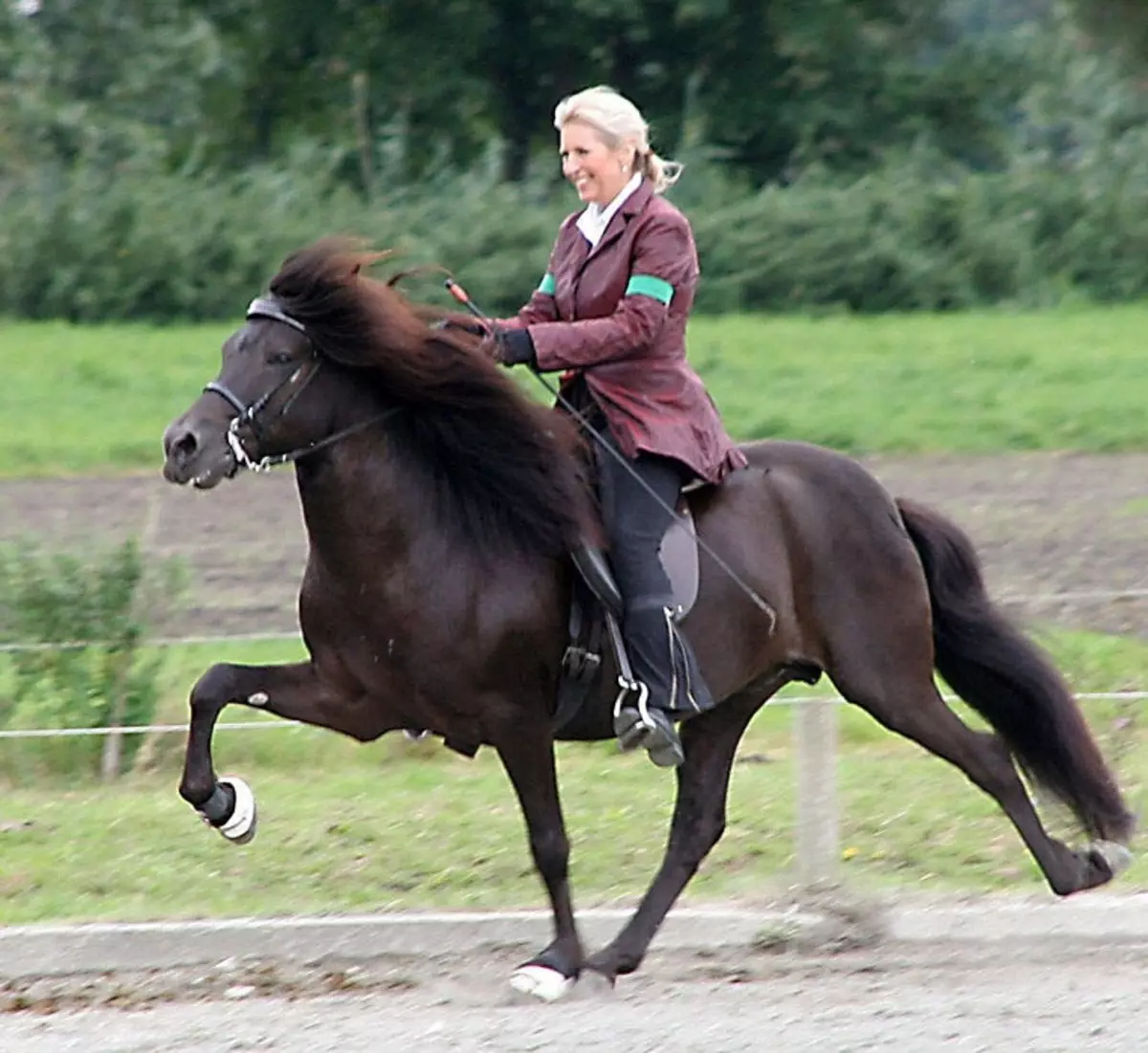Cavalls corrents: Quin tipus de funcionament és considerat el més ràpid? Com estan els cavalls corren trot i allyr? La forma més ràpida i més incòmode de conduir un cavall 19169_5