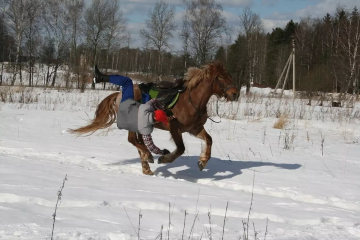 Ridning (39 bilder): Utbildning ridning, förmån och skada häst för barn. Hur man kör en släde som har hunnit hästar? 19171_33