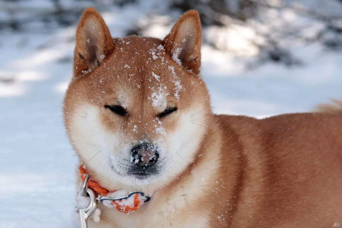 Typer av hundar - Populära raser (34 bilder): De mest fashionabla typerna av hundar i Ryssland, Japan, Amerika och Europa med namn, toppkrävda husdjur i världen 191_14