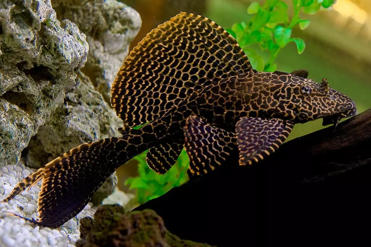 Cureyên Aquarium Fish: Top 15 Masî Mûzikên Popular ên bi danasîna ji bo Aquarium, Famos û Princess Burundi, Seville û Pseudotrofius Zebra, transparent û cûreyên din ên masiyên malê 192_12