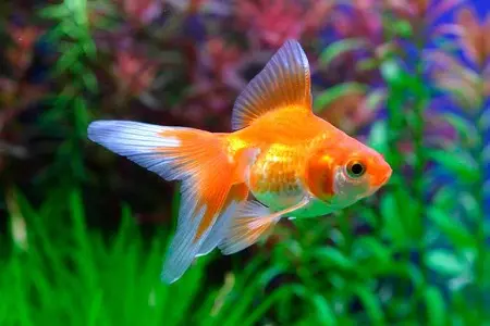 Typy akvarijních ryb: top 15 populární ryby s popisem pro akvárium, famos a princezna Burundi, Sevilla a Pseudotrofius Zebra, transparentní a jiné typy krásných domovských ryb 192_17