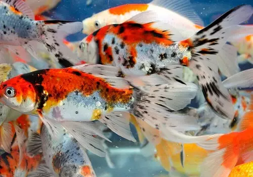 Cureyên Aquarium Fish: Top 15 Masî Mûzikên Popular ên bi danasîna ji bo Aquarium, Famos û Princess Burundi, Seville û Pseudotrofius Zebra, transparent û cûreyên din ên masiyên malê 192_18