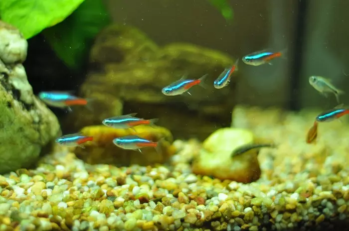 Tipoj de Aquarium Fish: Top 15 Popularaj fiŝoj kun priskribo por Aquarium, Famos kaj Princino Burundo, Sevilo kaj Pseŭdofio Zebro, Travidebla kaj aliaj specoj de bela hejma fiŝo 192_2