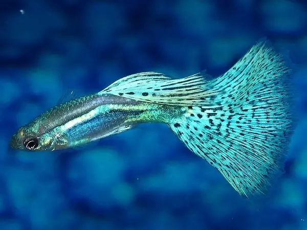Cureyên Aquarium Fish: Top 15 Masî Mûzikên Popular ên bi danasîna ji bo Aquarium, Famos û Princess Burundi, Seville û Pseudotrofius Zebra, transparent û cûreyên din ên masiyên malê 192_20