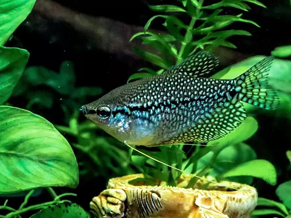 Cureyên Aquarium Fish: Top 15 Masî Mûzikên Popular ên bi danasîna ji bo Aquarium, Famos û Princess Burundi, Seville û Pseudotrofius Zebra, transparent û cûreyên din ên masiyên malê 192_22