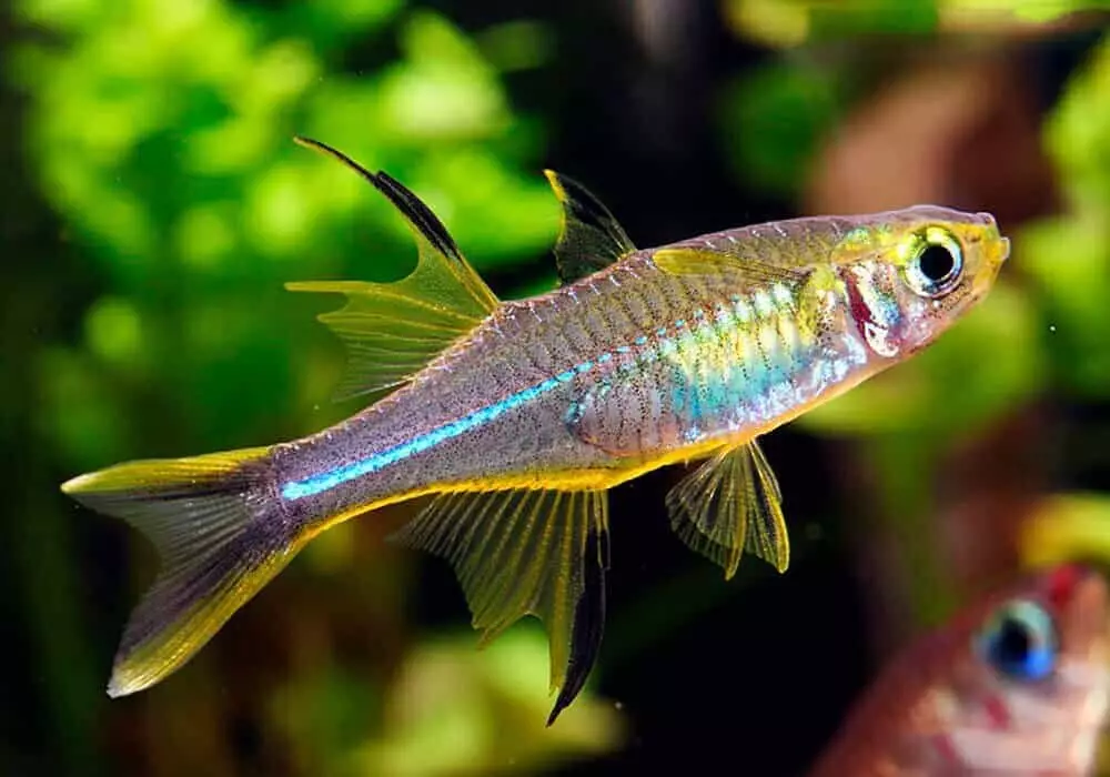 Typy akvarijních ryb: top 15 populární ryby s popisem pro akvárium, famos a princezna Burundi, Sevilla a Pseudotrofius Zebra, transparentní a jiné typy krásných domovských ryb 192_23