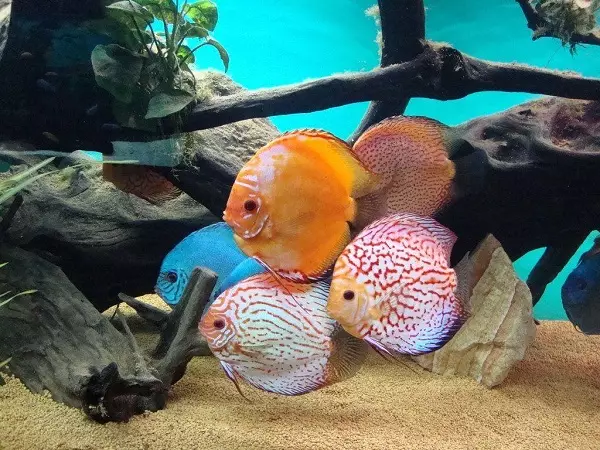 Tipoj de Aquarium Fish: Top 15 Popularaj fiŝoj kun priskribo por Aquarium, Famos kaj Princino Burundo, Sevilo kaj Pseŭdofio Zebro, Travidebla kaj aliaj specoj de bela hejma fiŝo 192_29