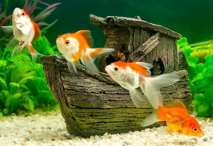 Tipoj de Aquarium Fish: Top 15 Popularaj fiŝoj kun priskribo por Aquarium, Famos kaj Princino Burundo, Sevilo kaj Pseŭdofio Zebro, Travidebla kaj aliaj specoj de bela hejma fiŝo 192_3