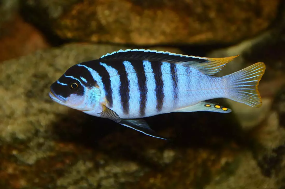 Cureyên Aquarium Fish: Top 15 Masî Mûzikên Popular ên bi danasîna ji bo Aquarium, Famos û Princess Burundi, Seville û Pseudotrofius Zebra, transparent û cûreyên din ên masiyên malê 192_32