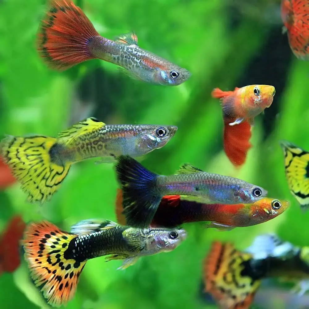 Cureyên Aquarium Fish: Top 15 Masî Mûzikên Popular ên bi danasîna ji bo Aquarium, Famos û Princess Burundi, Seville û Pseudotrofius Zebra, transparent û cûreyên din ên masiyên malê 192_33