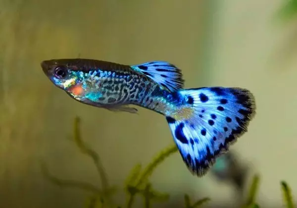 Typer av akvariumfisk: Topp 15 populära fiskar med beskrivning för akvarium, famos och prinsessan Burundi, Sevilla och Pseudotrofius Zebra, transparent och andra typer av vackra hemfisk 192_34
