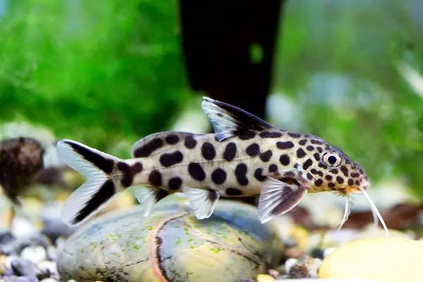 Typer av akvariumfisk: Topp 15 populära fiskar med beskrivning för akvarium, famos och prinsessan Burundi, Sevilla och Pseudotrofius Zebra, transparent och andra typer av vackra hemfisk 192_4