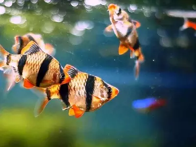 Tipoj de Aquarium Fish: Top 15 Popularaj fiŝoj kun priskribo por Aquarium, Famos kaj Princino Burundo, Sevilo kaj Pseŭdofio Zebro, Travidebla kaj aliaj specoj de bela hejma fiŝo 192_45