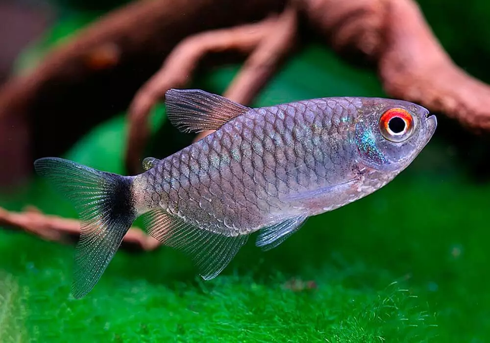 Typy akvarijních ryb: top 15 populární ryby s popisem pro akvárium, famos a princezna Burundi, Sevilla a Pseudotrofius Zebra, transparentní a jiné typy krásných domovských ryb 192_47