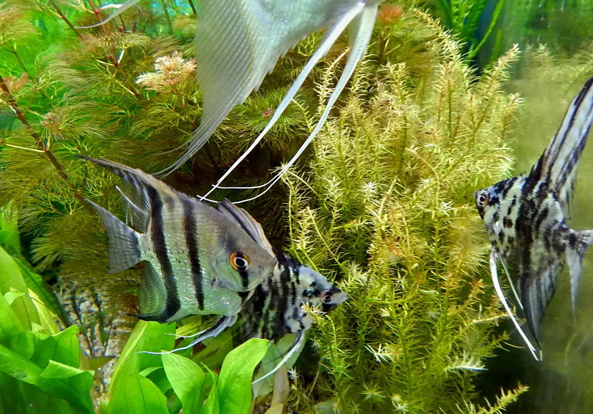 Cineálacha éisc aquarium: an 15 iasc is fearr le cur síos ar aquarium, famos agus Banphrionsa Burundi, Seville agus Pseudtrofius Zebra, trédhearcach agus cineálacha eile éisc álainn tí álainn 192_52
