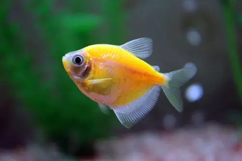 Tipoj de Aquarium Fish: Top 15 Popularaj fiŝoj kun priskribo por Aquarium, Famos kaj Princino Burundo, Sevilo kaj Pseŭdofio Zebro, Travidebla kaj aliaj specoj de bela hejma fiŝo 192_54
