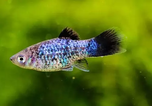 Typy akvarijních ryb: top 15 populární ryby s popisem pro akvárium, famos a princezna Burundi, Sevilla a Pseudotrofius Zebra, transparentní a jiné typy krásných domovských ryb 192_60