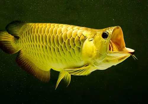 Cureyên Aquarium Fish: Top 15 Masî Mûzikên Popular ên bi danasîna ji bo Aquarium, Famos û Princess Burundi, Seville û Pseudotrofius Zebra, transparent û cûreyên din ên masiyên malê 192_63