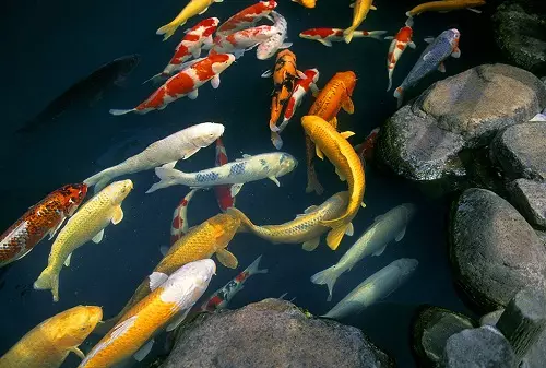 Tipoj de Aquarium Fish: Top 15 Popularaj fiŝoj kun priskribo por Aquarium, Famos kaj Princino Burundo, Sevilo kaj Pseŭdofio Zebro, Travidebla kaj aliaj specoj de bela hejma fiŝo 192_65