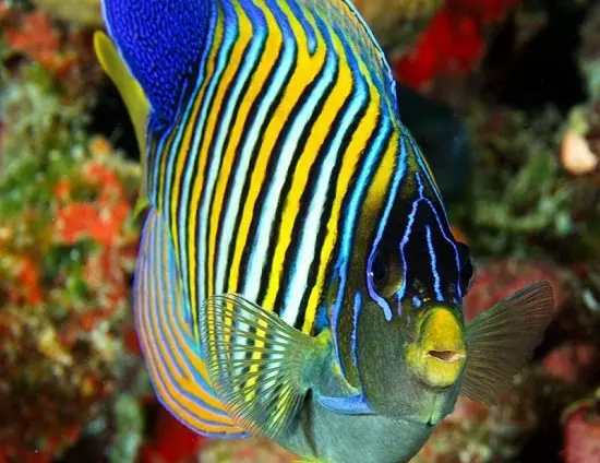 Cureyên Aquarium Fish: Top 15 Masî Mûzikên Popular ên bi danasîna ji bo Aquarium, Famos û Princess Burundi, Seville û Pseudotrofius Zebra, transparent û cûreyên din ên masiyên malê 192_67