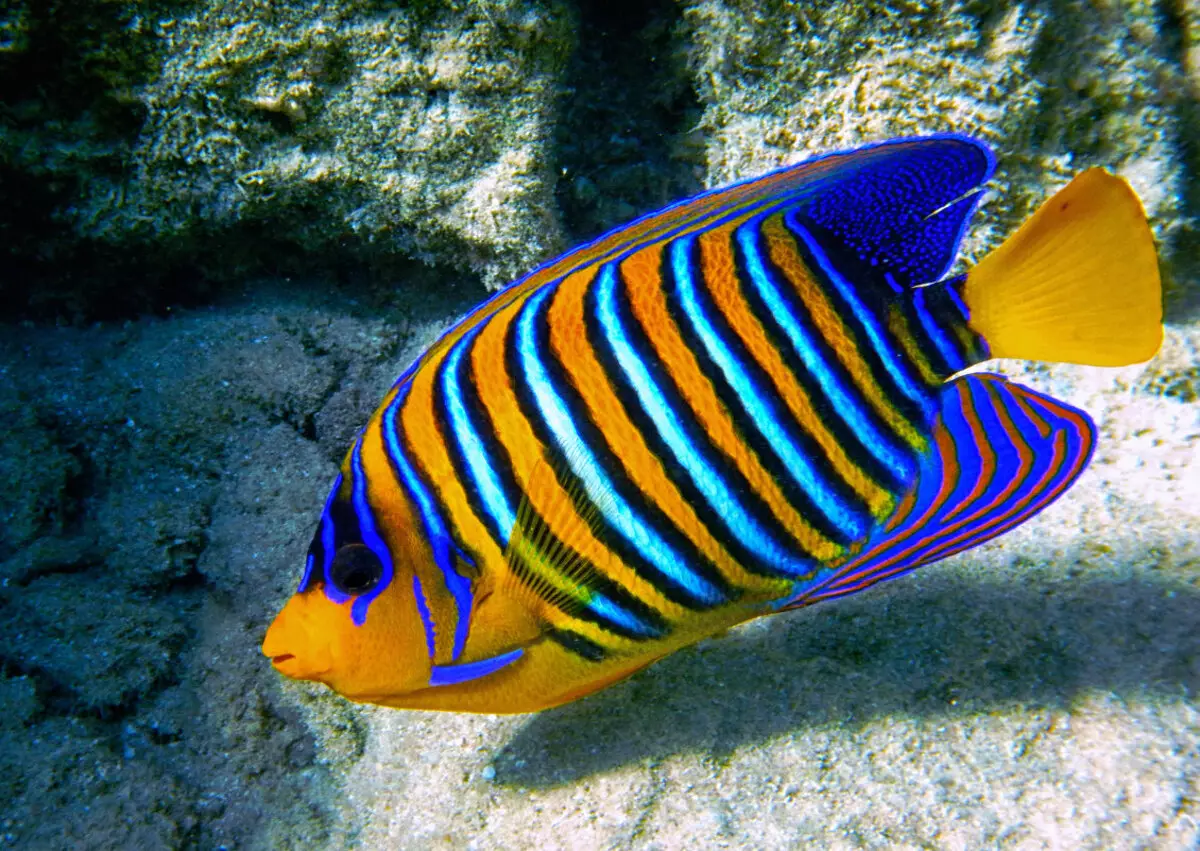 Cureyên Aquarium Fish: Top 15 Masî Mûzikên Popular ên bi danasîna ji bo Aquarium, Famos û Princess Burundi, Seville û Pseudotrofius Zebra, transparent û cûreyên din ên masiyên malê 192_68