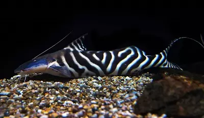 Typy akvarijných rýb: Top 15 populárnych rýb s popisom akvárium, Famos a princezná Burundi, Sevilla a Pseudotrofius Zebra, transparentné a iné typy krásnych domácich rýb 192_71
