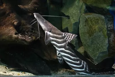 Typy akvarijných rýb: Top 15 populárnych rýb s popisom akvárium, Famos a princezná Burundi, Sevilla a Pseudotrofius Zebra, transparentné a iné typy krásnych domácich rýb 192_72