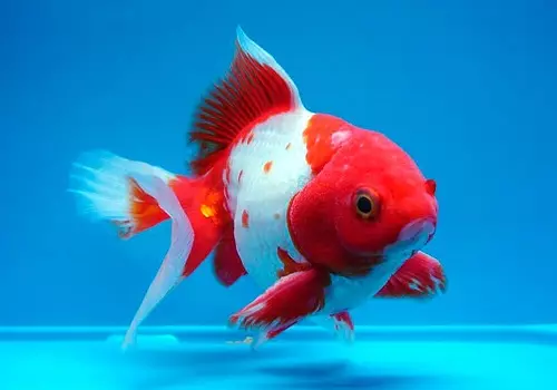 Cureyên Aquarium Fish: Top 15 Masî Mûzikên Popular ên bi danasîna ji bo Aquarium, Famos û Princess Burundi, Seville û Pseudotrofius Zebra, transparent û cûreyên din ên masiyên malê 192_73
