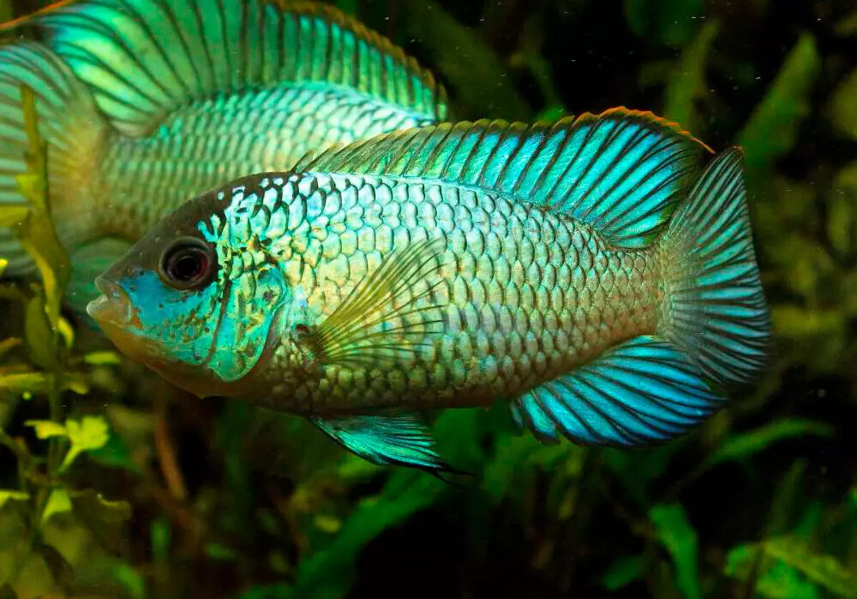 Cureyên Aquarium Fish: Top 15 Masî Mûzikên Popular ên bi danasîna ji bo Aquarium, Famos û Princess Burundi, Seville û Pseudotrofius Zebra, transparent û cûreyên din ên masiyên malê 192_76