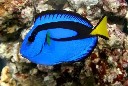Typy akvarijných rýb: Top 15 populárnych rýb s popisom akvárium, Famos a princezná Burundi, Sevilla a Pseudotrofius Zebra, transparentné a iné typy krásnych domácich rýb 192_82