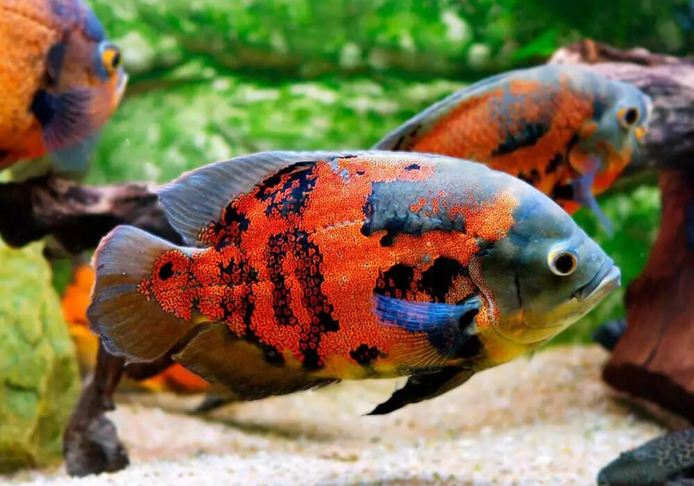 Typer av akvariumfisk: Topp 15 populära fiskar med beskrivning för akvarium, famos och prinsessan Burundi, Sevilla och Pseudotrofius Zebra, transparent och andra typer av vackra hemfisk 192_83