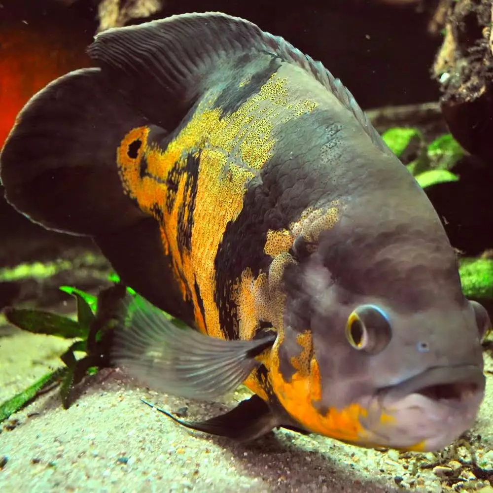 Typy akvarijných rýb: Top 15 populárnych rýb s popisom akvárium, Famos a princezná Burundi, Sevilla a Pseudotrofius Zebra, transparentné a iné typy krásnych domácich rýb 192_84