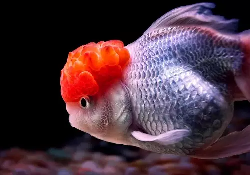 Tipoj de Aquarium Fish: Top 15 Popularaj fiŝoj kun priskribo por Aquarium, Famos kaj Princino Burundo, Sevilo kaj Pseŭdofio Zebro, Travidebla kaj aliaj specoj de bela hejma fiŝo 192_86