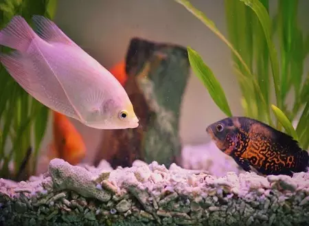 Tipoj de Aquarium Fish: Top 15 Popularaj fiŝoj kun priskribo por Aquarium, Famos kaj Princino Burundo, Sevilo kaj Pseŭdofio Zebro, Travidebla kaj aliaj specoj de bela hejma fiŝo 192_9