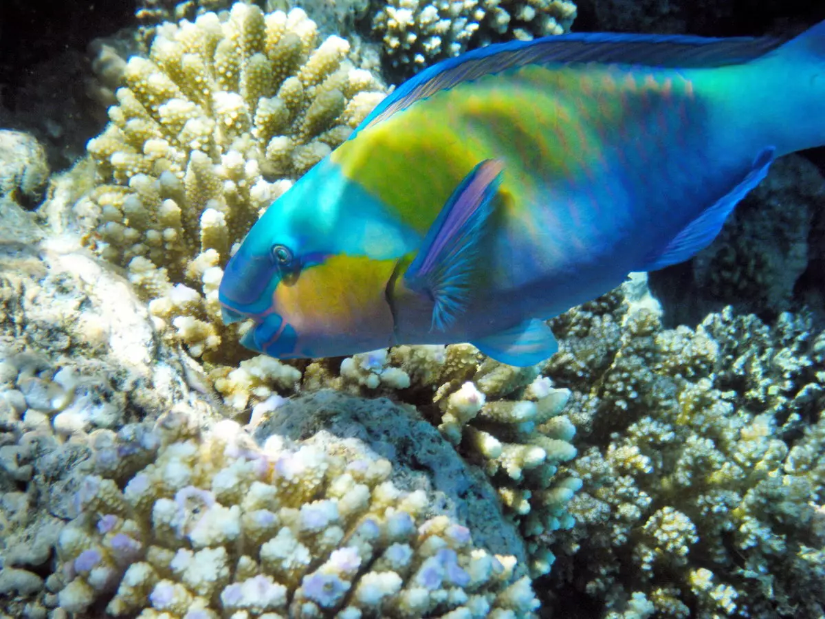 Cureyên Aquarium Fish: Top 15 Masî Mûzikên Popular ên bi danasîna ji bo Aquarium, Famos û Princess Burundi, Seville û Pseudotrofius Zebra, transparent û cûreyên din ên masiyên malê 192_90