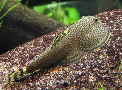 Cureyên Aquarium Fish: Top 15 Masî Mûzikên Popular ên bi danasîna ji bo Aquarium, Famos û Princess Burundi, Seville û Pseudotrofius Zebra, transparent û cûreyên din ên masiyên malê 192_91