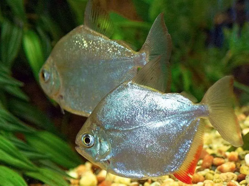 Typy akvarijních ryb: top 15 populární ryby s popisem pro akvárium, famos a princezna Burundi, Sevilla a Pseudotrofius Zebra, transparentní a jiné typy krásných domovských ryb 192_94