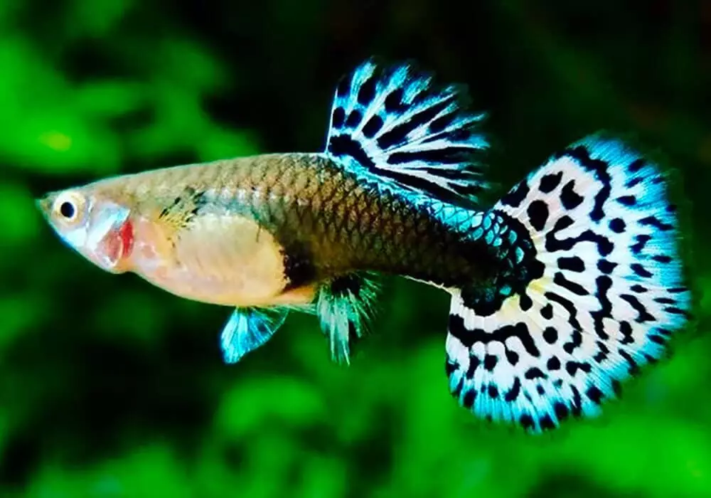 Typer av akvariumfisk: Topp 15 populära fiskar med beskrivning för akvarium, famos och prinsessan Burundi, Sevilla och Pseudotrofius Zebra, transparent och andra typer av vackra hemfisk 192_97