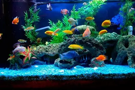 Aquarium مڇي جا قسم: Aquarium، Fequos ۽ شهزادي برینڊي، سيوريس ۽ پيسوفروسروس، سيويلسروس، شفافروس زيپروس 192_99