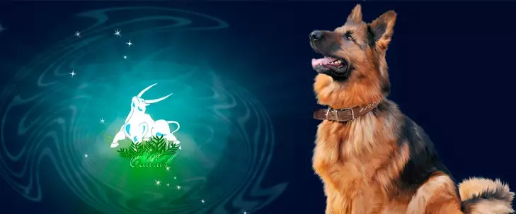 Male Taurus-anjing: ciri-ciri dan horoskop, nama lelaki untuk dilahirkan pada tahun ini 19666_16