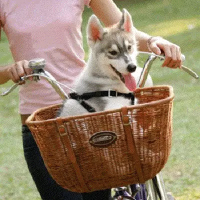 自転車での犬のためのバスケット：動物の馬車、シコルジン、そしてさまざまな品種の犬のためのステアリングホイールのための自転車バスケットを選ぶ方法は？ 20491_15