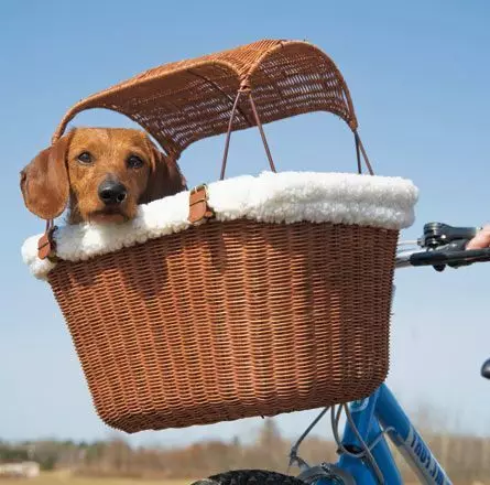 बाइक पर कुत्तों के लिए टोकरी: विभिन्न नस्लों के कुत्तों के लिए स्टीयरिंग व्हील पर पशु कैरिज, साइकोज़ीन और एक क्लोक के लिए बाइक टोकरी का चयन कैसे करें? 20491_8