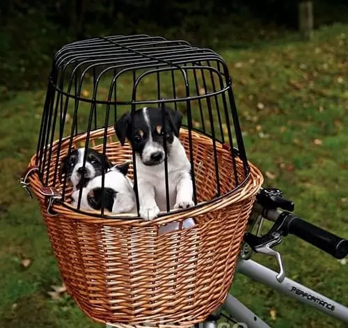 Giỏ cho chó trên xe đạp: Cách chọn giỏ xe đạp cho vận chuyển động vật, cycorzine và áo choàng trên vô lăng cho chó có giống khác nhau? 20491_9