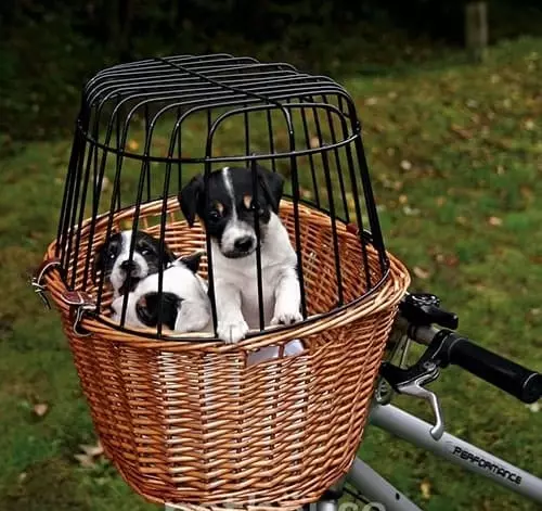 Cestas para cães em uma bicicleta: como escolher uma cesta de bicicleta para carruagem animal, cycorzine e um manto no volante para cães de diferentes raças? 20491_9