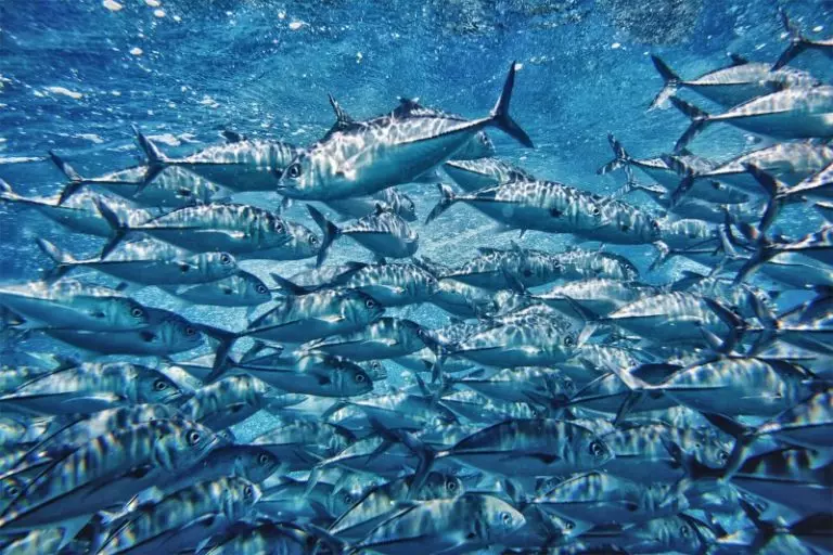 海洋是黑山的海洋嗎？ 56亞得里亞海的照片描述。它有鯊魚和海刺猬嗎？ 20554_31