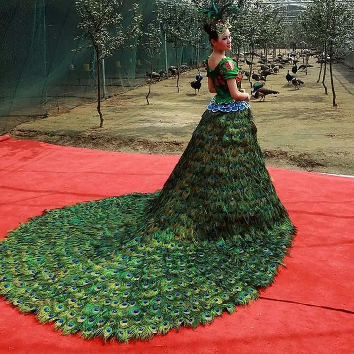 Dress Peacock Feather