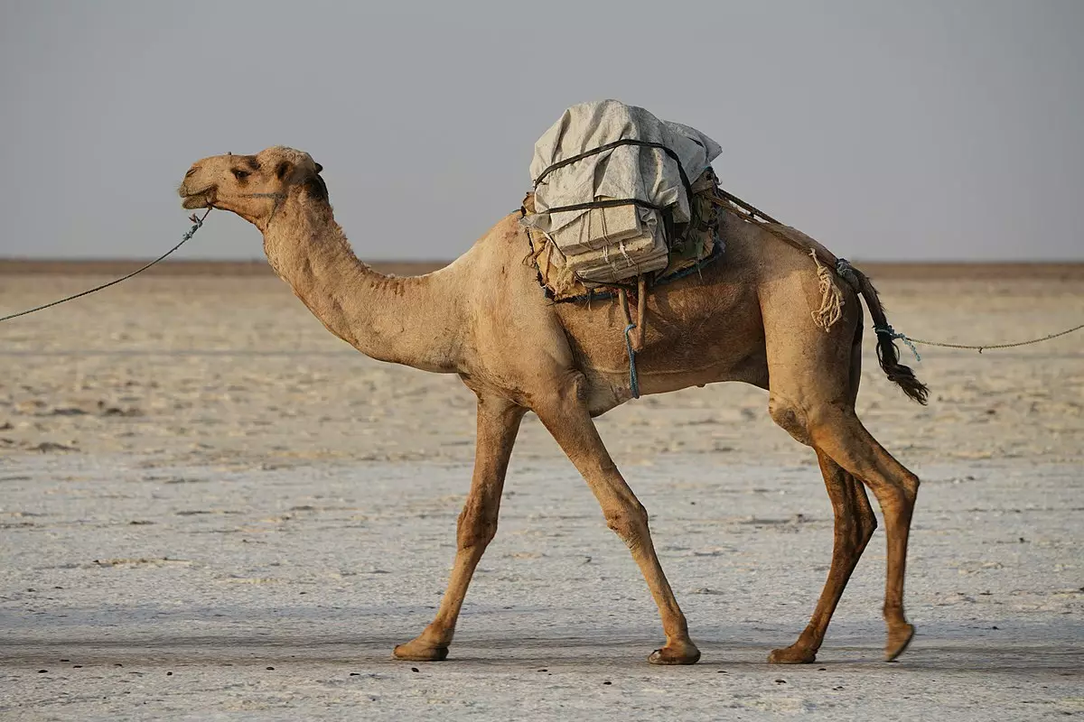 Blankets saka camel wol (57 foto): Clamat lan kerugian kemul saka unta fluff. Apa sing luwih apik, Winner utawa Camel? Mongolia lan Produsen liyane. Ulasan 21531_5