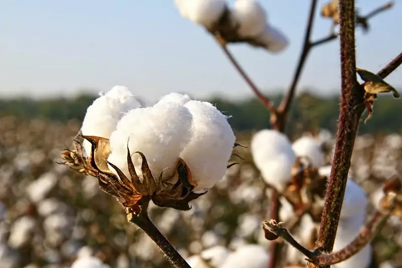 담요 (58 사진) : 선택하는 방법? 그것은 무엇이며 무엇이 더 낫지? 제조업 자. 어떤 원단이 안감에 가장 잘 사용됩니까? 접기 방법? 21534_32