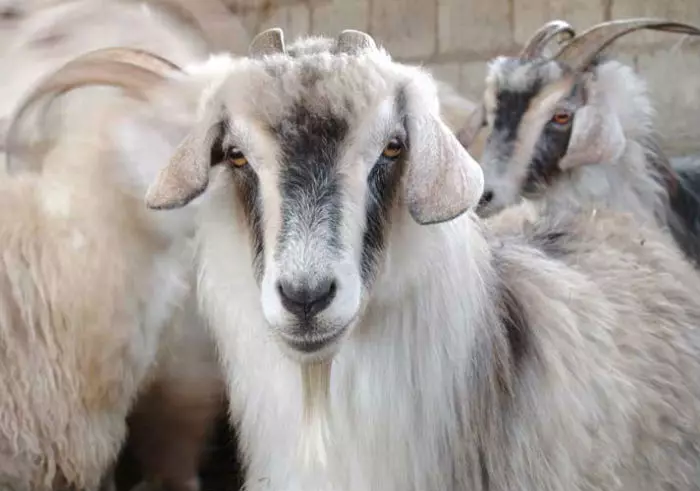 Wollen dekens: is het mogelijk om in een wasmachine te wassen? Alpaca wollen dekens, yak, lama's en geiten, gewatteerd en open. Voor-en nadelen 21546_17