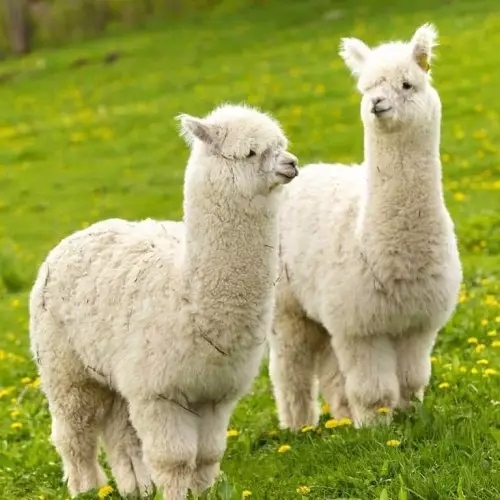 Chăn len: Có thể rửa trong máy giặt? Chăn len Alpaca, Yak, Lamas và Dê, quilted và mở. Ưu điểm và nhược điểm 21546_21